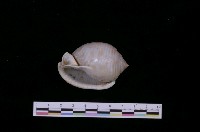 藏品(斑帶鬘螺)的圖片